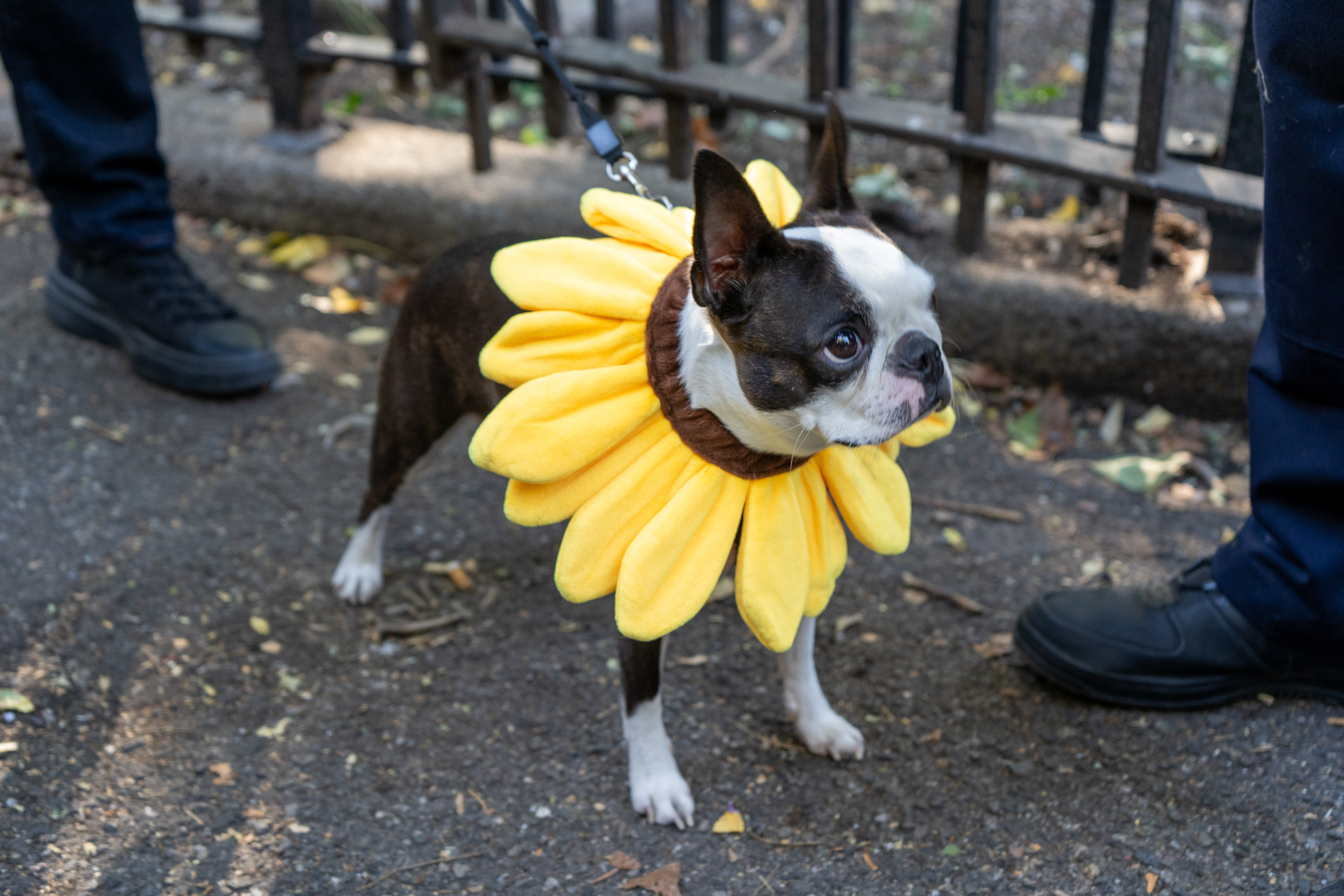 Dog wearing sunflower pet costume on a leash, standing on a sidewalk