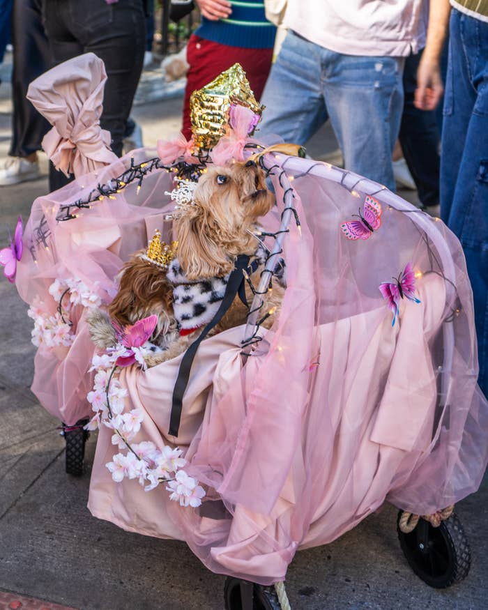 Dogs Dressed Up For Halloween Costume 2024