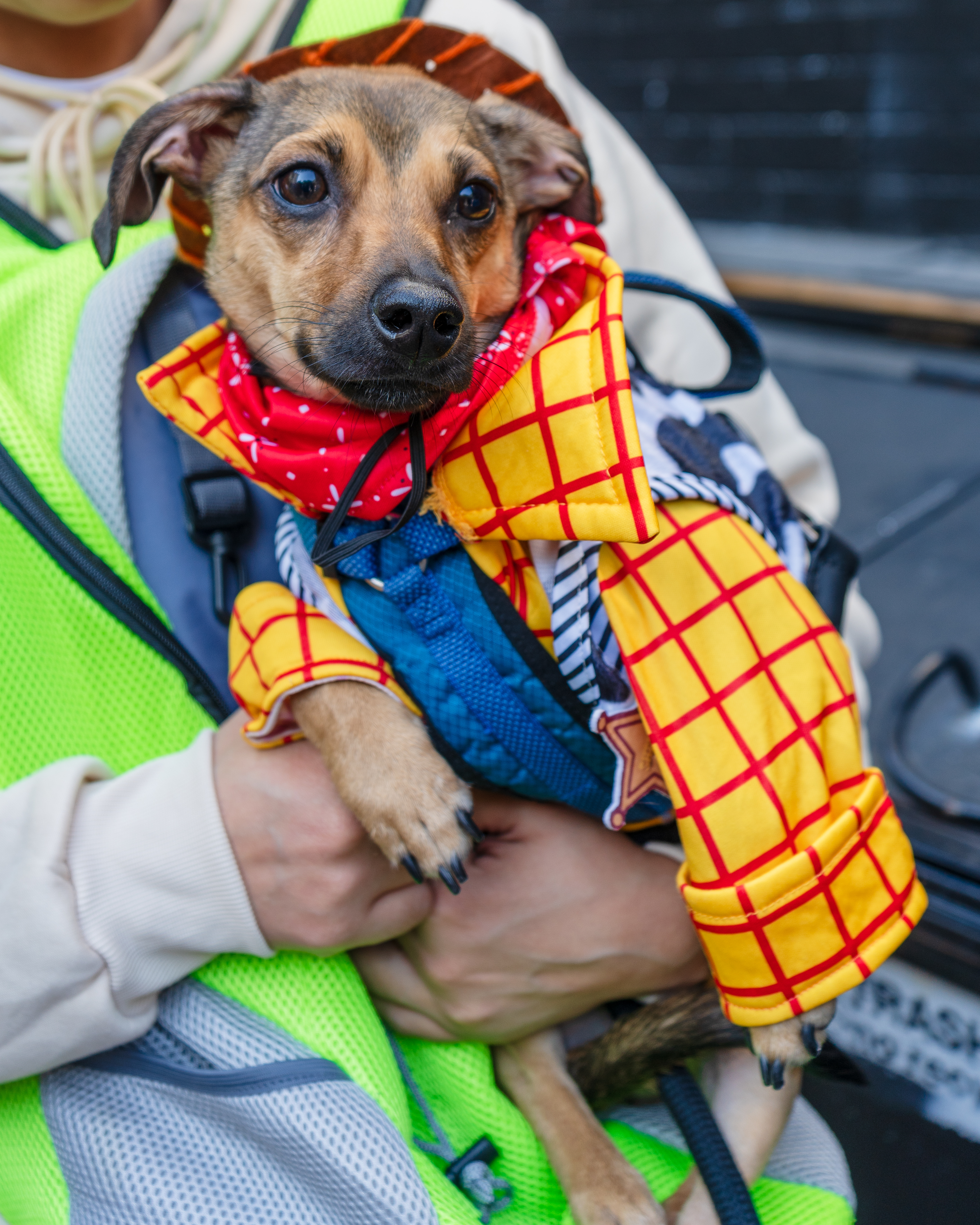 A small dog, dressed in a costume resembling a cowboy with checkered details, is held by a person wearing a reflective vest