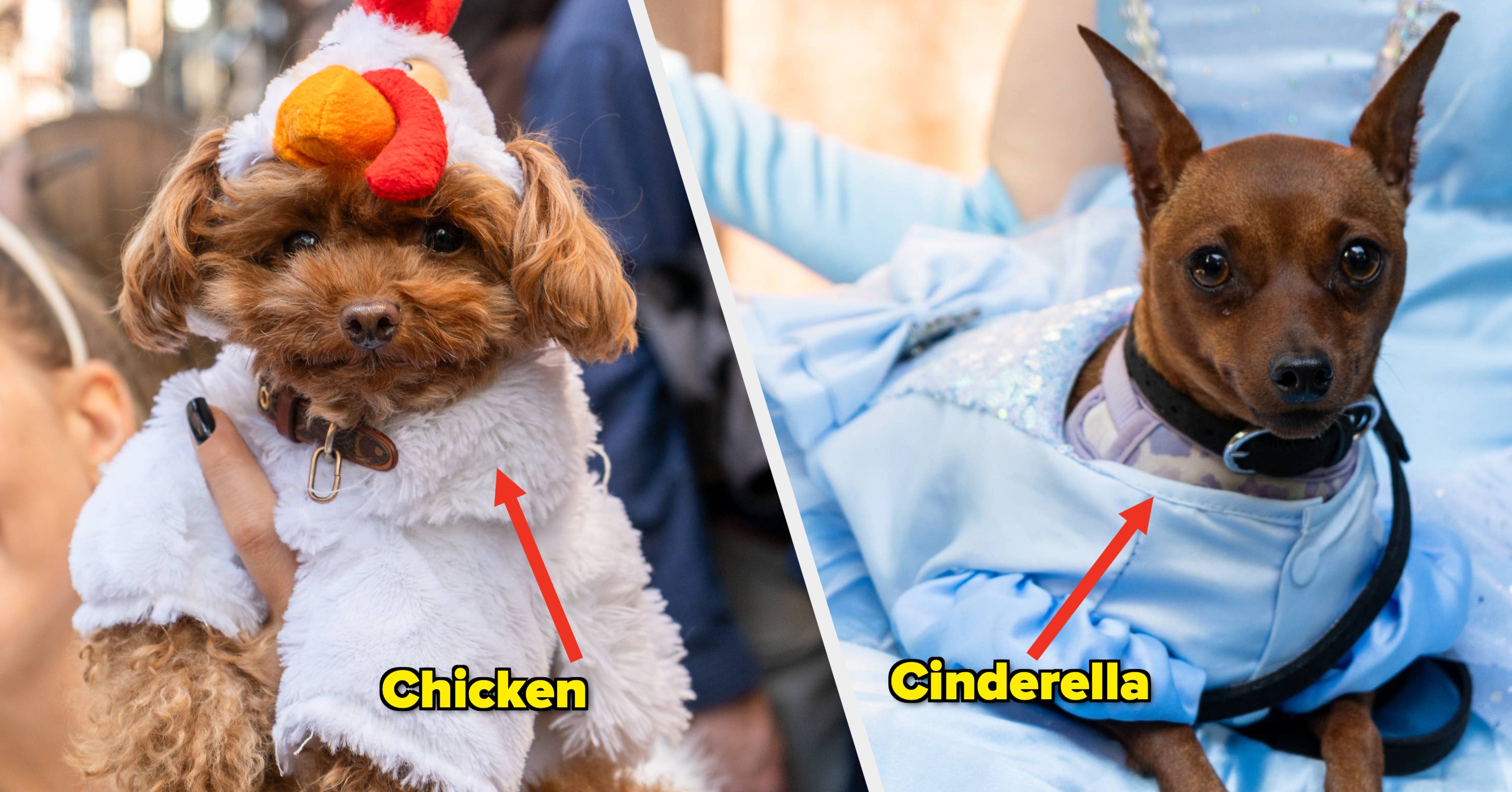 Dogs Dressed Up For Halloween Costume 2024