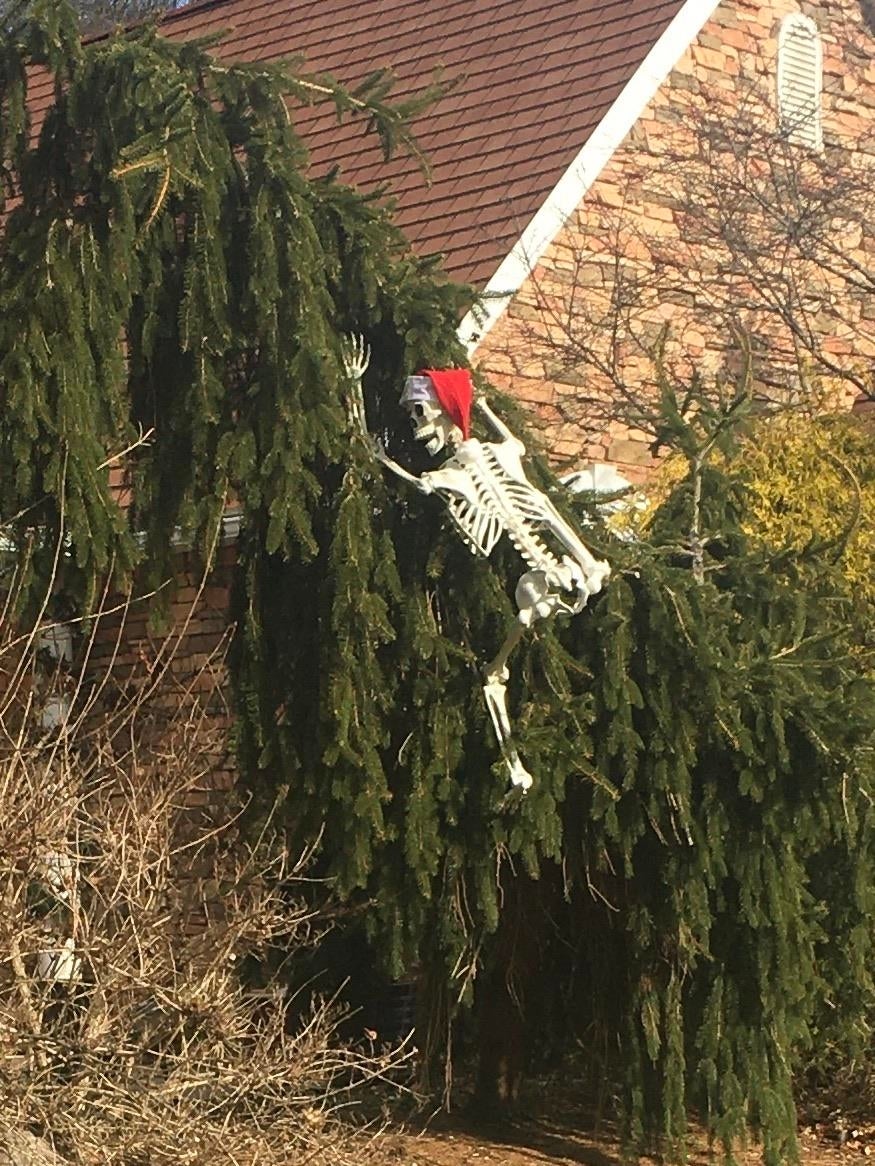 Skeleton with Santa chapeau  appears to beryllium  climbing a location   covered successful  greenery, resembling a humorous vacation  decoration
