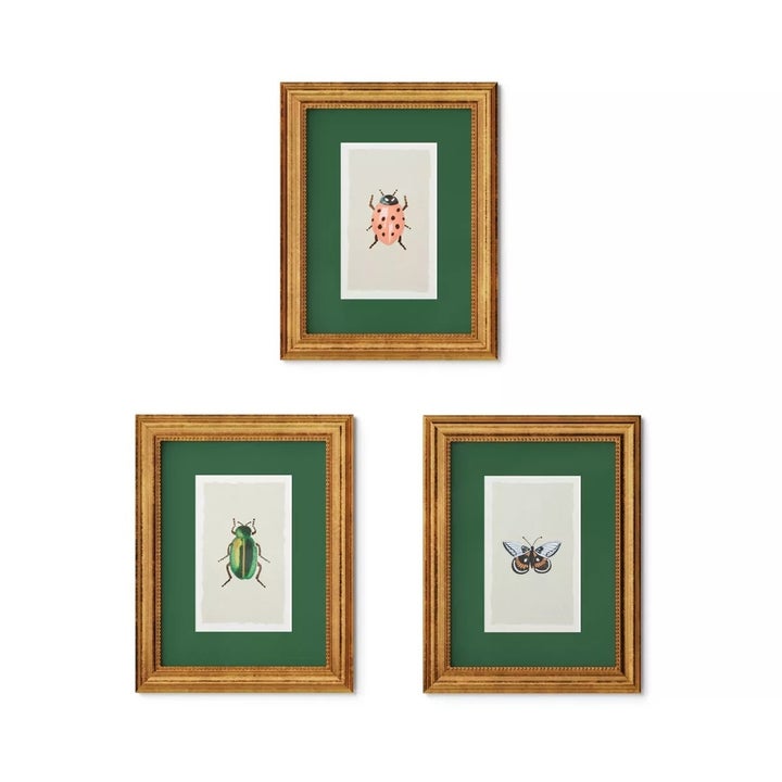 Three framed insect illustrations: a ladybug, a green beetle, and a butterfly, each displayed within golden frames on a wall