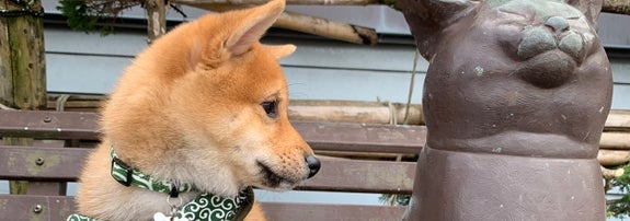 おすわりしながら銅像を見つめる子犬時代の柴犬「ろく」君と、ろく君よりも大きな猫の銅像 / 飼い主さんのXより