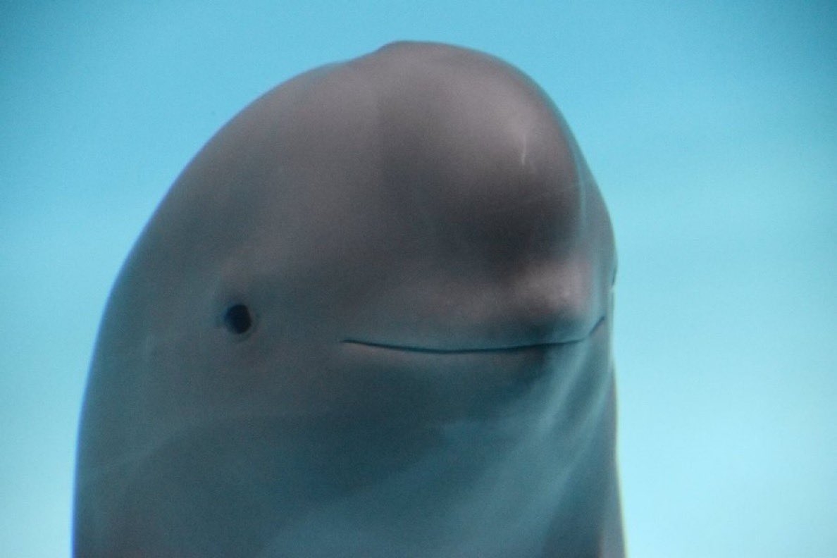 The Absolute Best Smiling Dolphin Memes, image size:1188x792