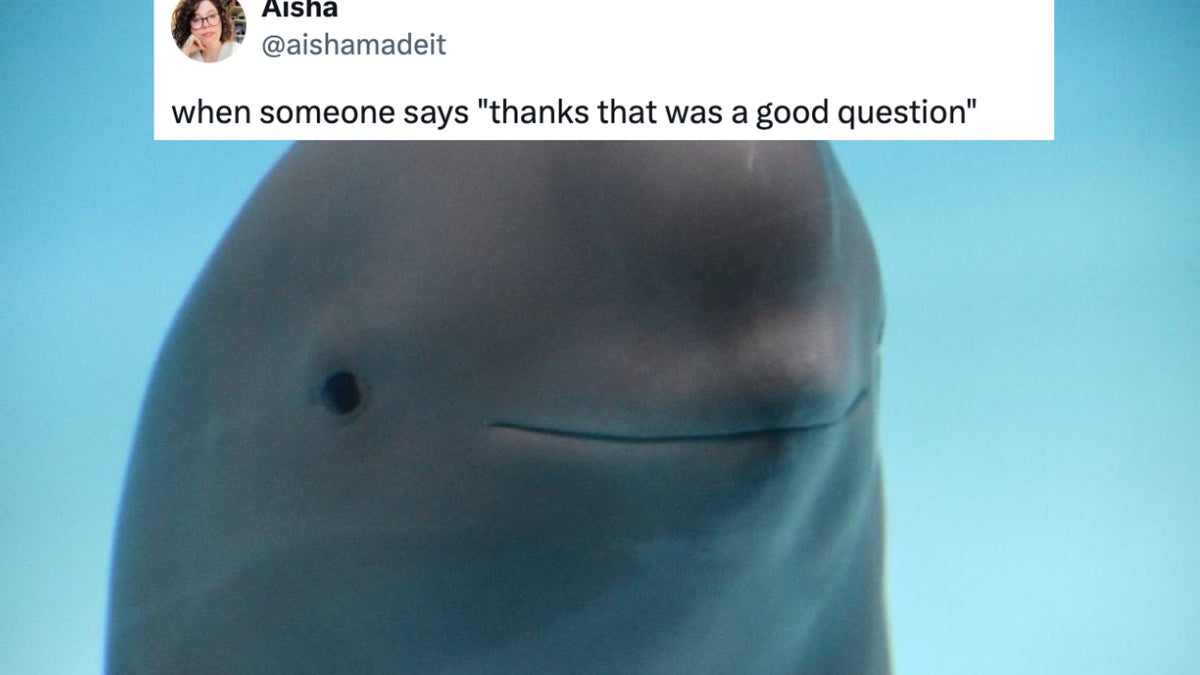 The Absolute Best Smiling Dolphin Memes