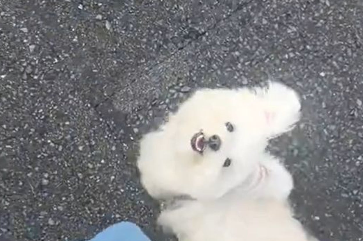 お散歩中、ずっと飼い主さんの顔を見つめながら歩く「おもち」ちゃん / 飼い主さんのXより