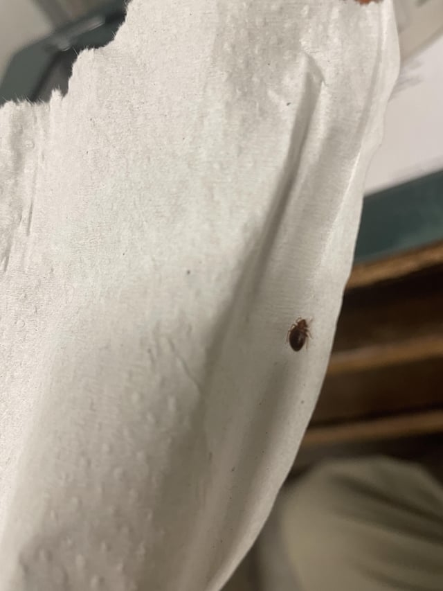 A close-up image of a small bug on a white paper towel. The bug appears to be a bedbug