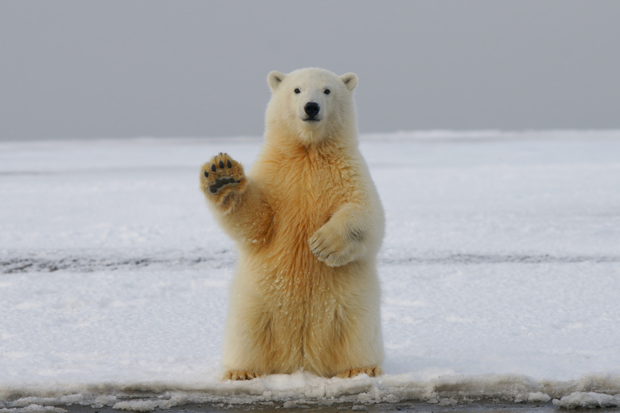 Polar bear stands on ice, waving a paw