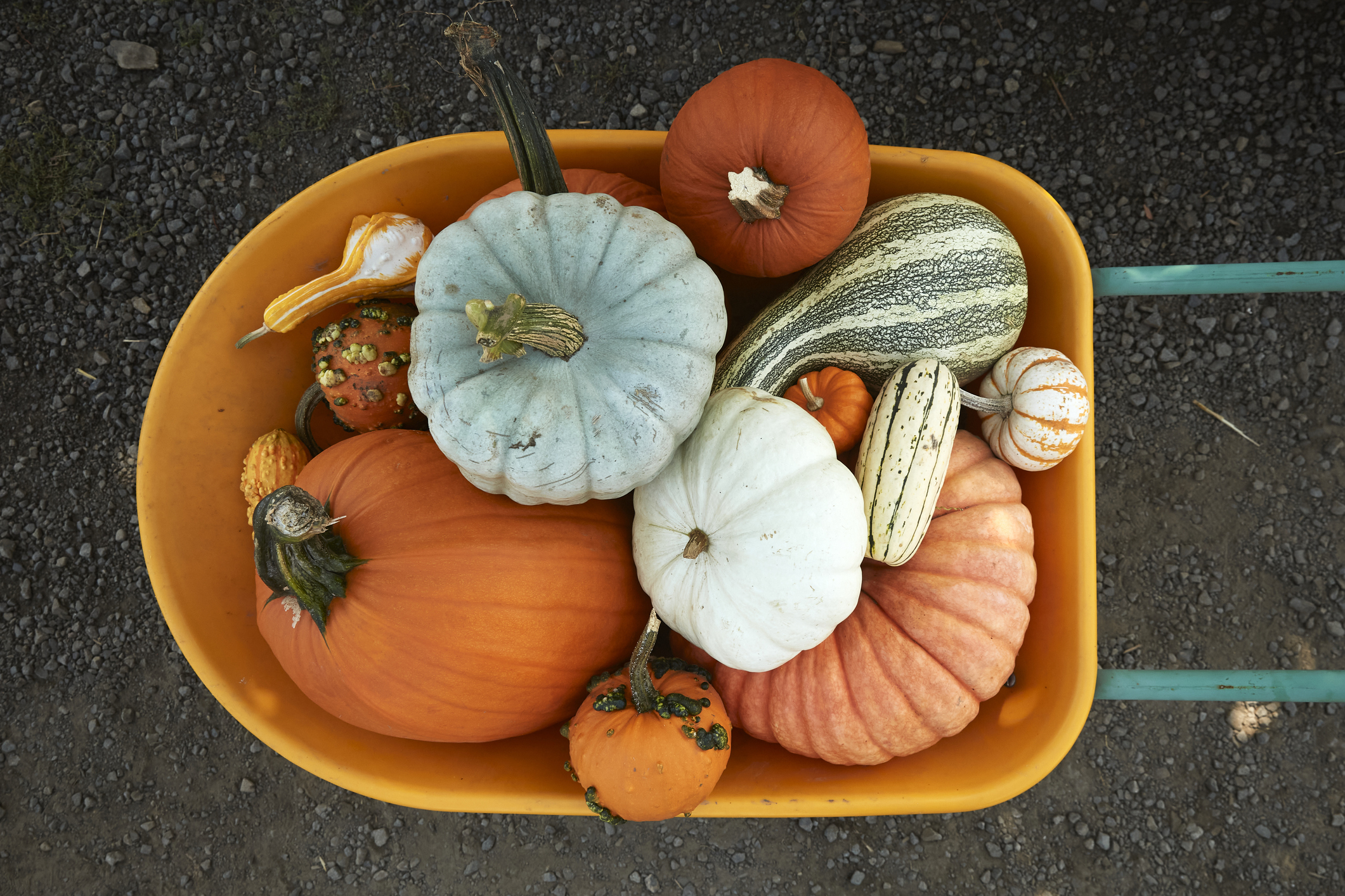 A wheelbarrow filled with a variety of pumpkins and gourds, showcasing different shapes and textures
