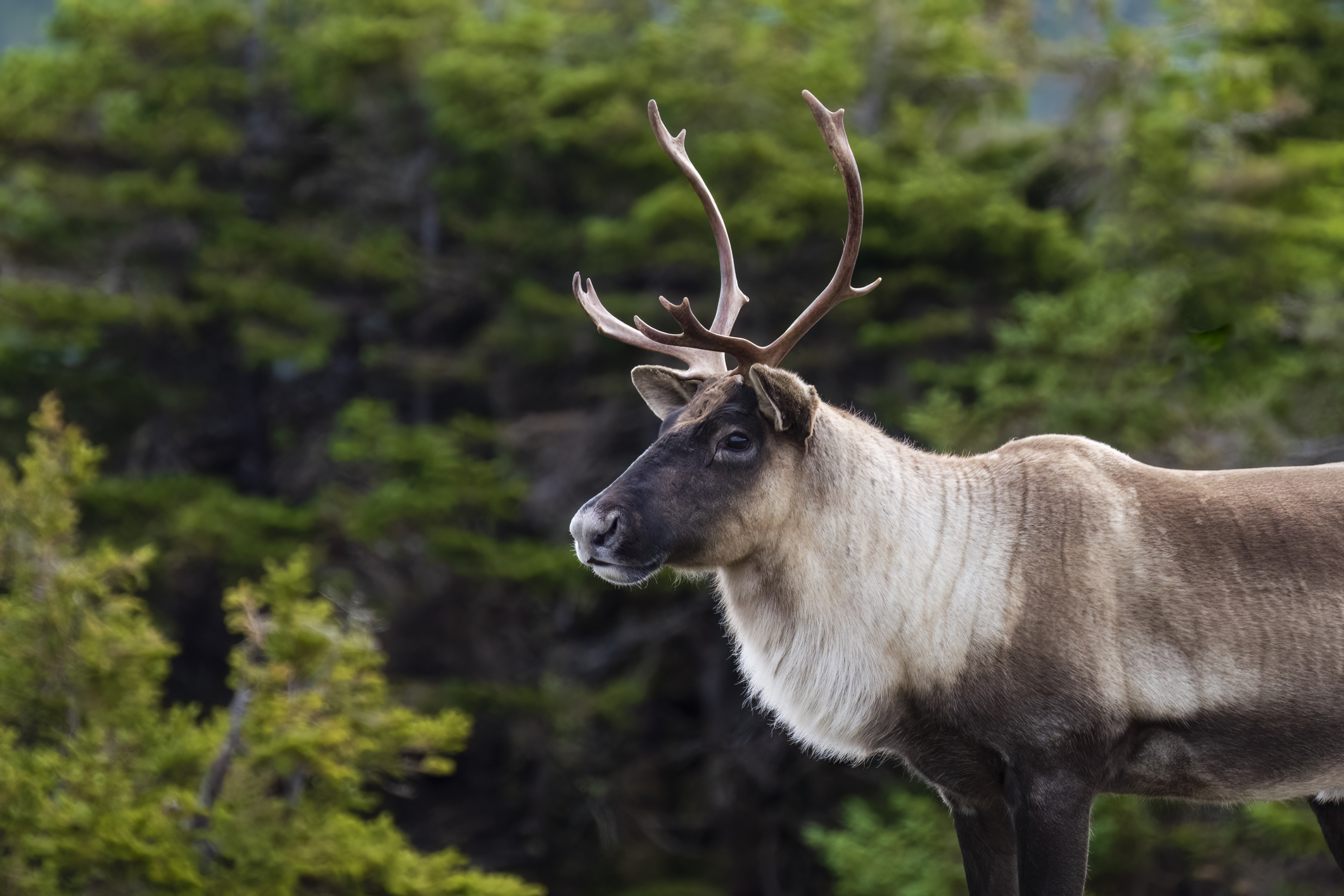 A reindeer with large antlers stands in a forested area