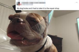 Dog wearing a cone with its tongue out. Text reads: My dog broke and I had to take it to the repair shop