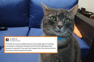 Cat sitting on a couch looking at the camera; tweet overlay jokes about a cat upset that TV updates prevent her from watching bird videos