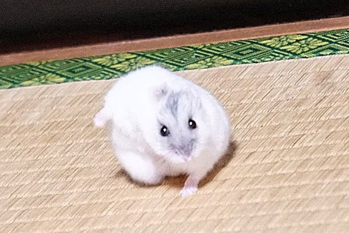 スーパーヒーロー着地をするそらおくんのアップ