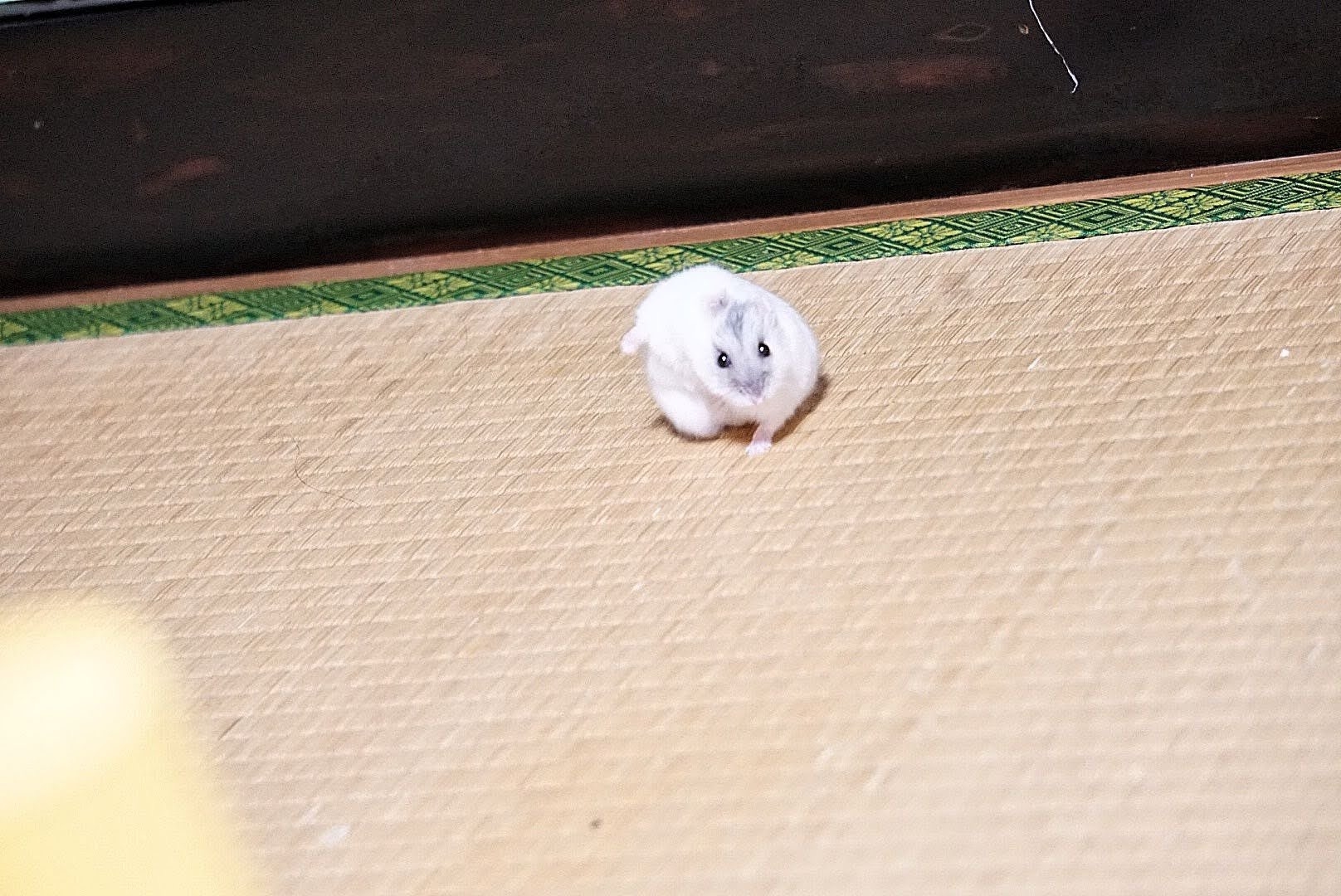 スーパーヒーロー着地をするそらおくん