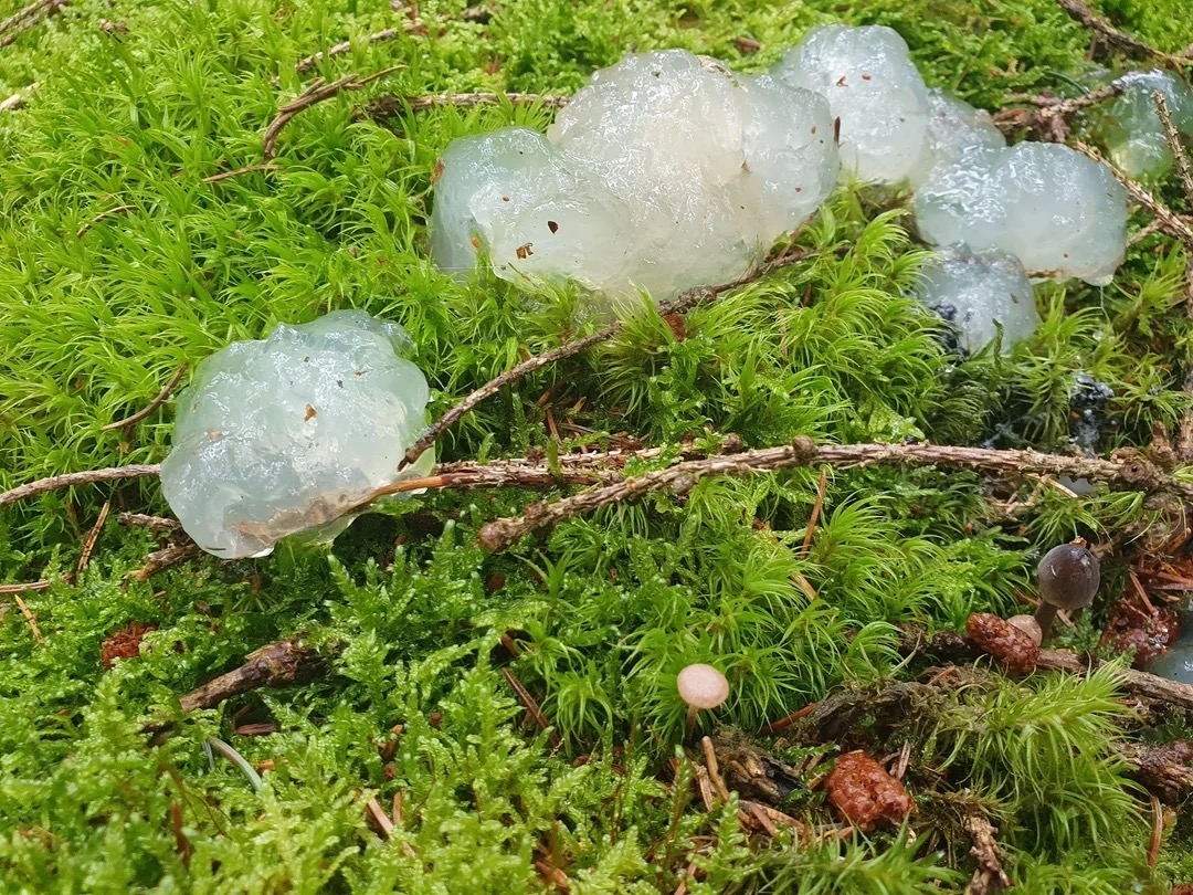 Translucent jelly-like blobs on a mossy forest floor with twigs and small brown mushrooms nearby