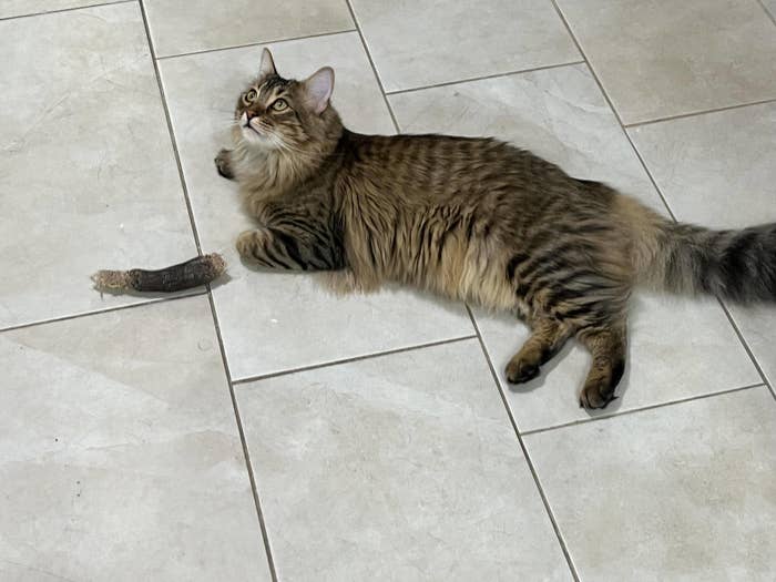 A tabby cat lies on a tiled floor next to a shed lizard tail