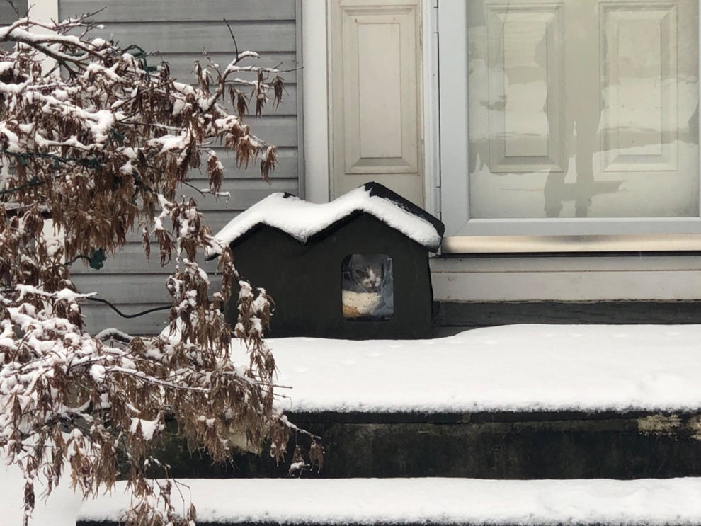 As Someone With Multiple Cats, Here Are The Fall Prime Day Pet Deals I Think You Don't Want To Miss (7) As Someone With Multiple Cats, Here Are The Fall Prime Day Pet Deals I Think You Don't Want To Miss (7)