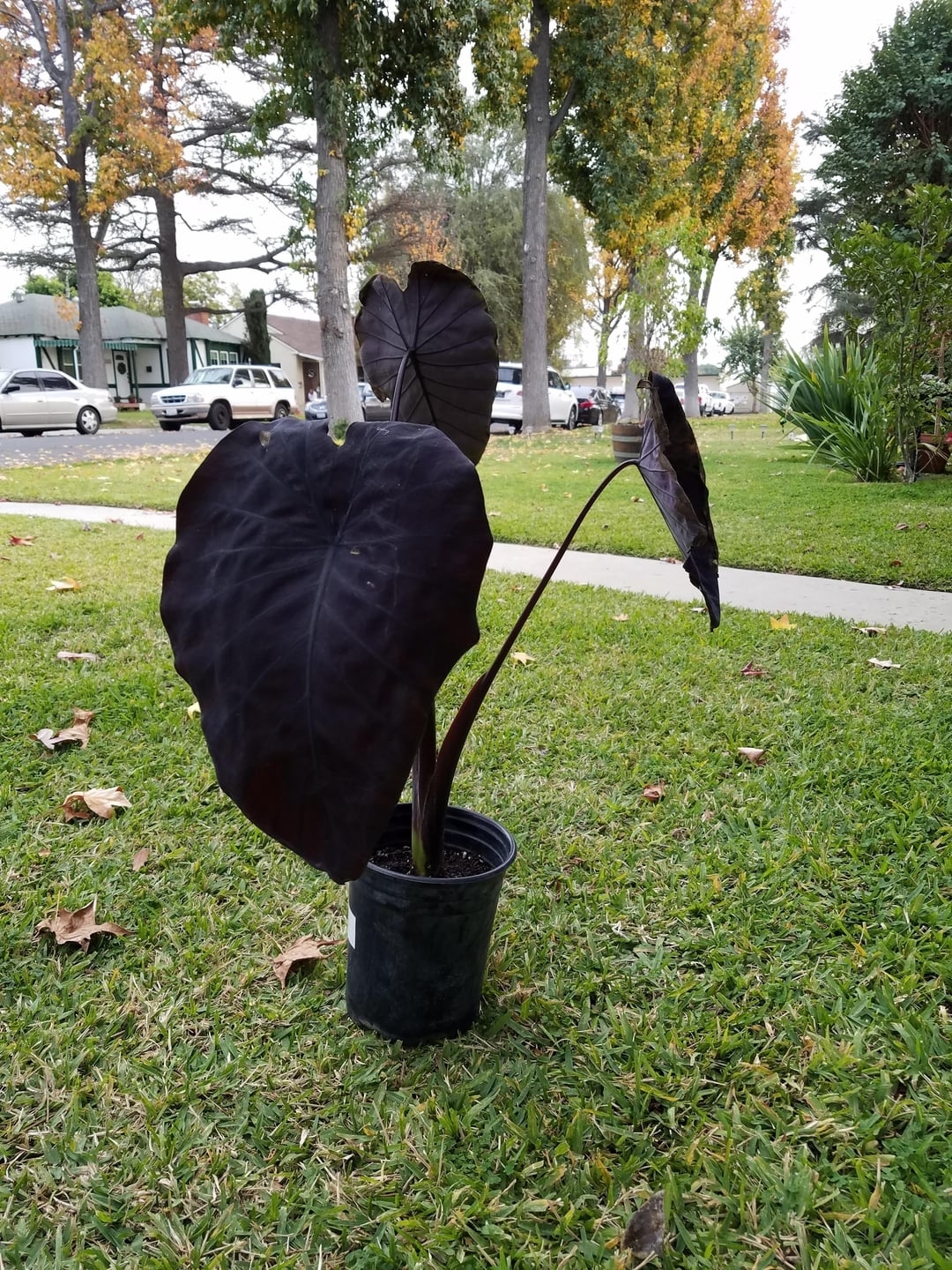A small potted plant with large, dark leaves sits on a grassy lawn with trees and parked cars in the background