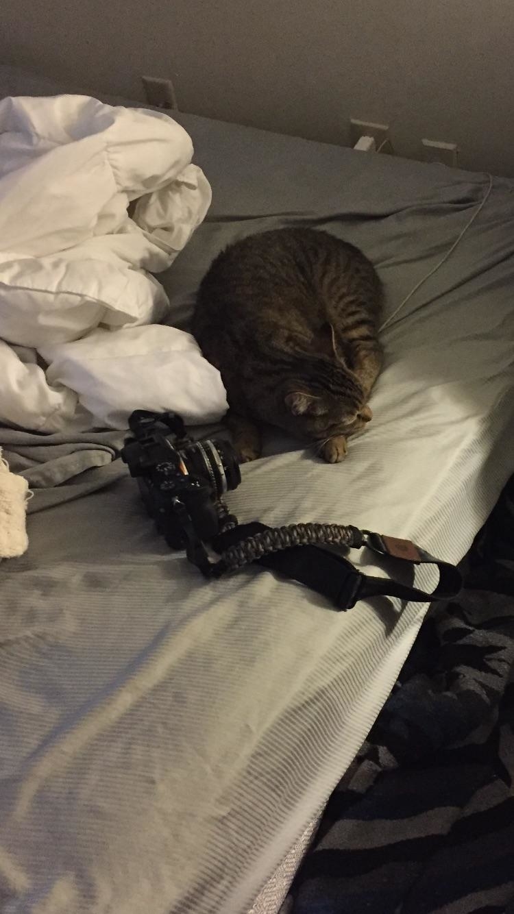 A tabby cat sleeps on a bed next to a camera with a strap