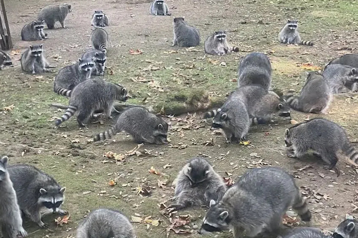 たくさんのアライグマが地面で遊んでいる様子。