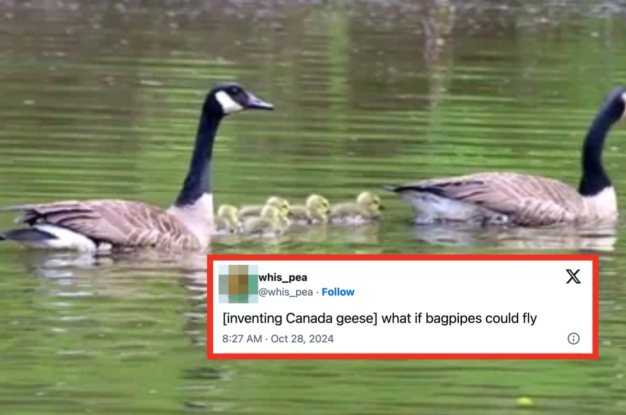 Two Canada geese with goslings on water, overlaid with a humorous tweet: "[inventing Canada geese] what if bagpipes could fly."