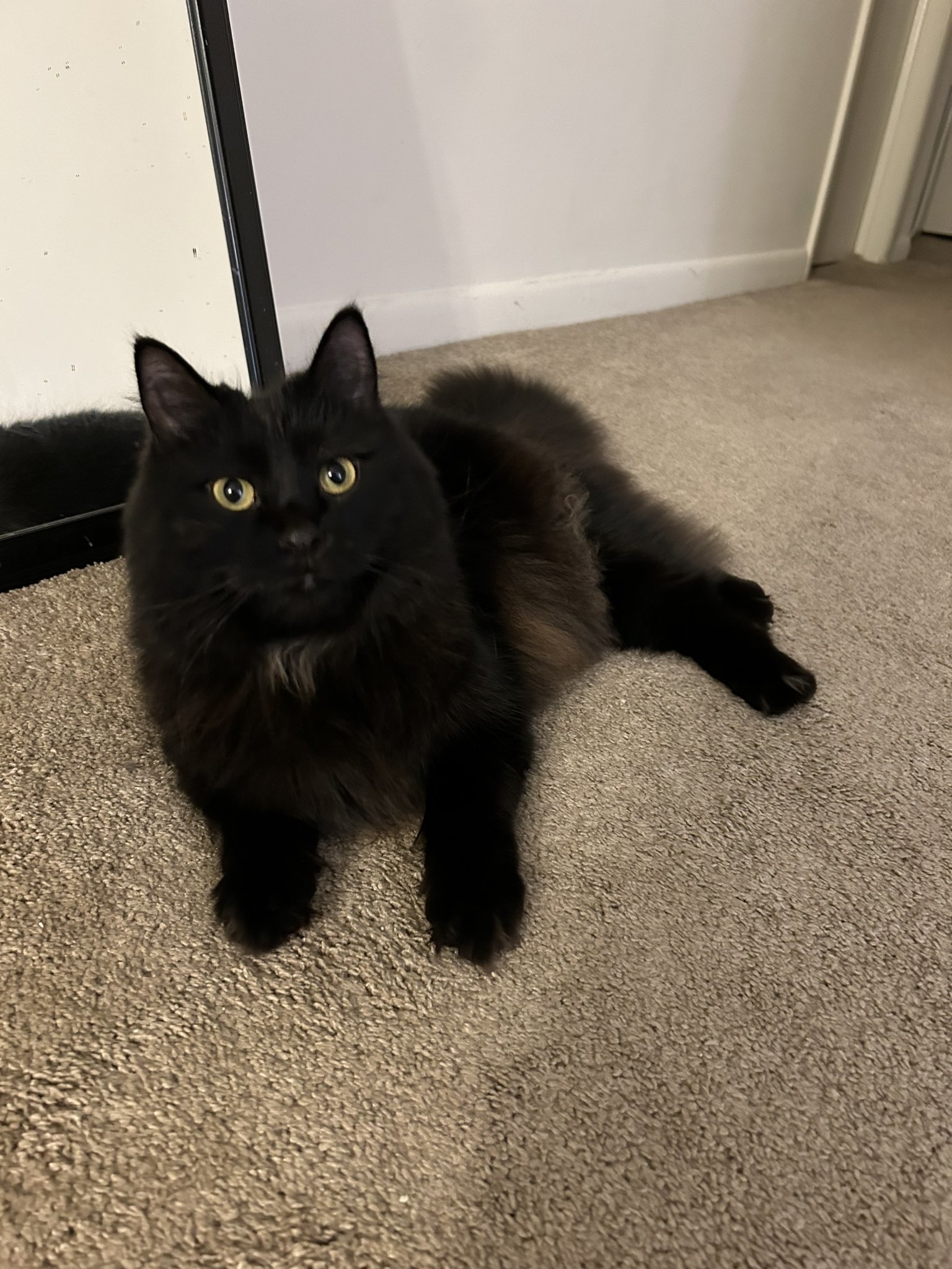 猫ちゃん、生まれて初めて見る落ち葉に大興奮⇒「たからものみつけた