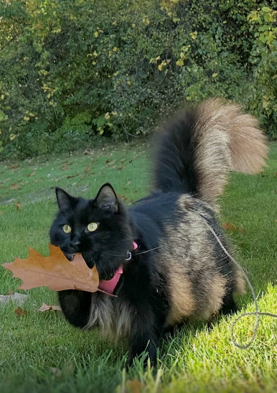 猫ちゃん、生まれて初めて見る落ち葉に大興奮⇒「たからものみつけた