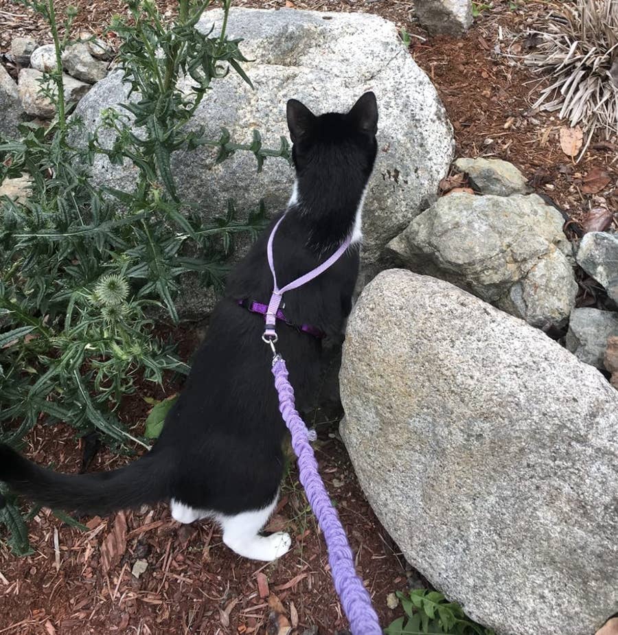Cat hates harness outlet