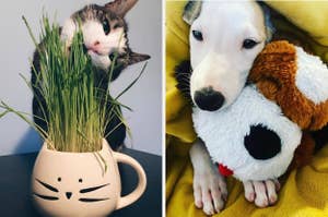 reviewer's cat eating grass grown in mug / reviewer's dog cuddled up with Snuggle Puppy