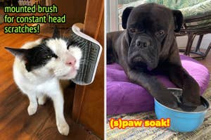 Cat rubbing against a mounted brush for head scratches; dog soaking paw in bowl, text highlights pet care solutions