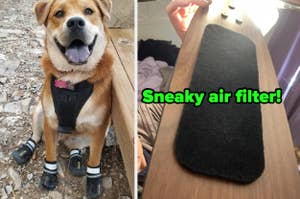 Dog in harness and shoes on left; black cieling fan mounted air filter on right labeled "Sneaky air filter!"