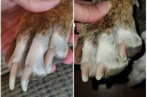 before photo of a dog's overgrown nails next to an after photo of the same dog's shorter nails that have been ground down
