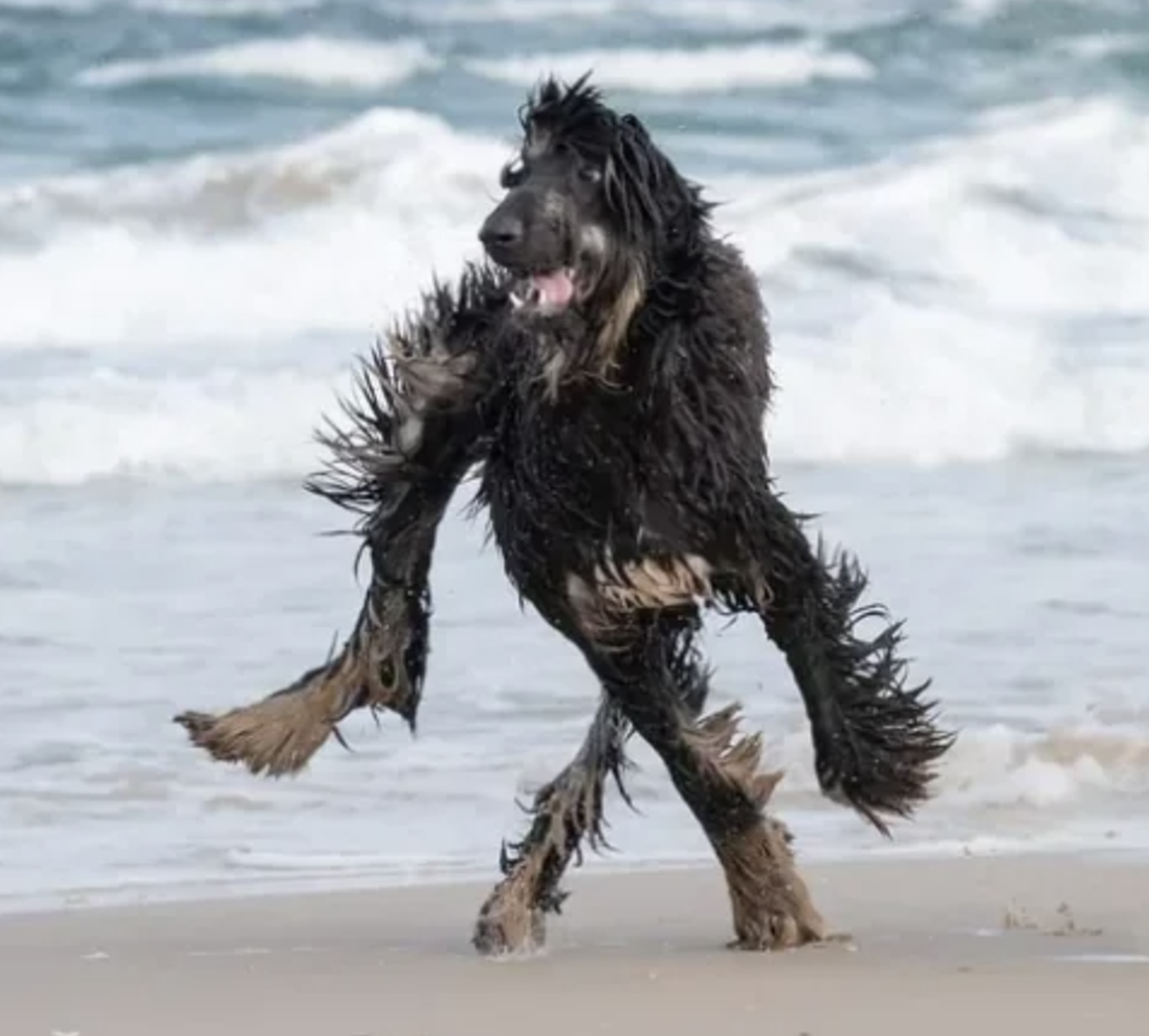 A shaggy dog joyfully runs on a beach, with ocean waves in the background