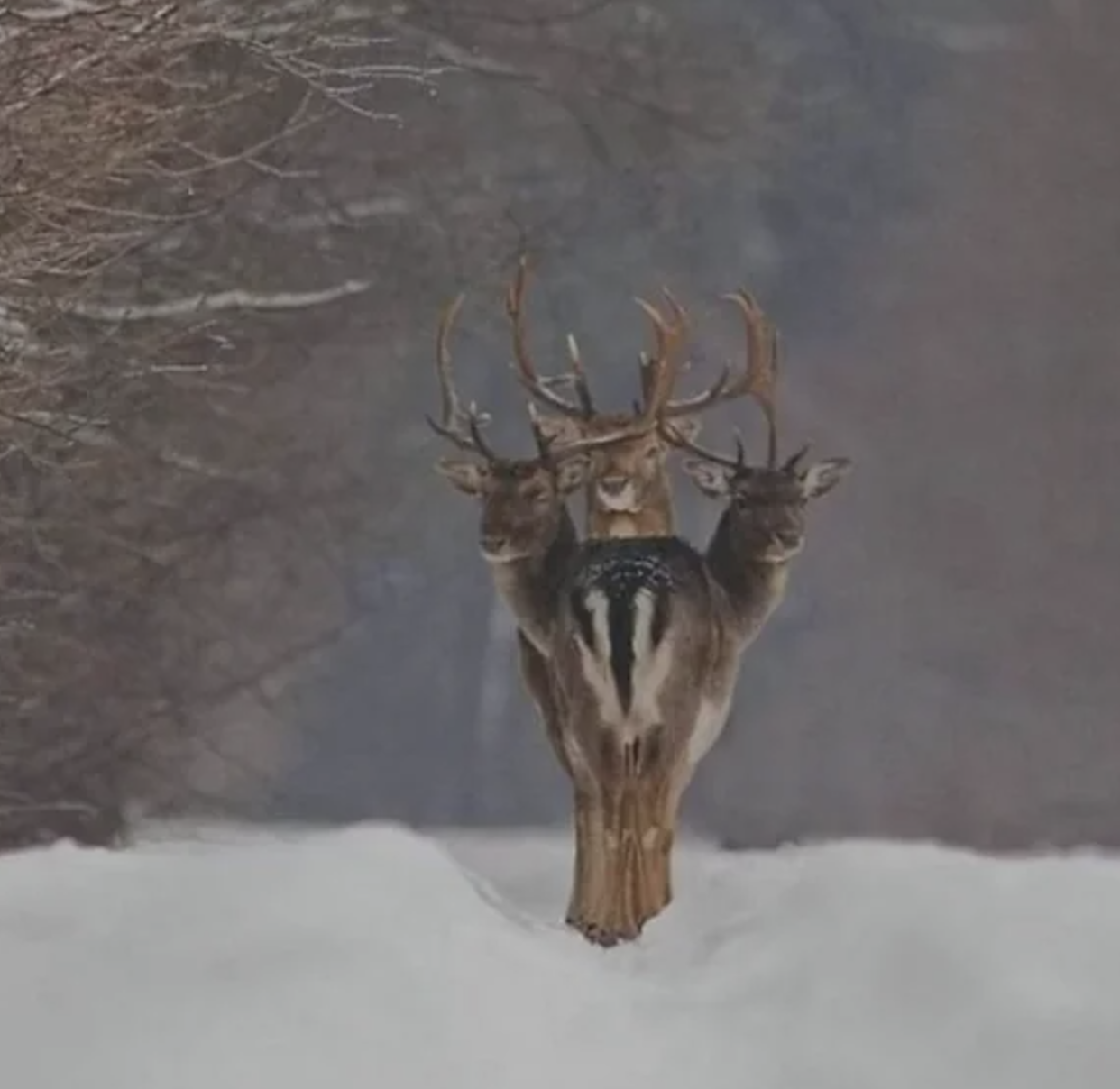 Three deer with large antlers stand closely together in a snowy landscape, creating an optical illusion of a single creature