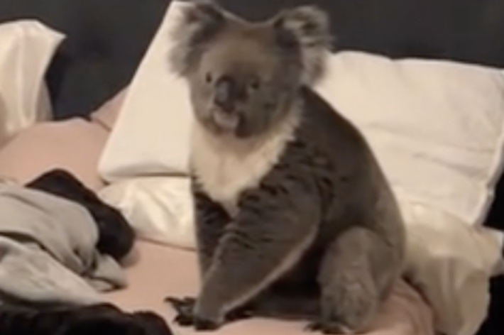 ベッドの上にコアラが座っている部屋の写真。上部に「A normal day in Australia」というテキスト。