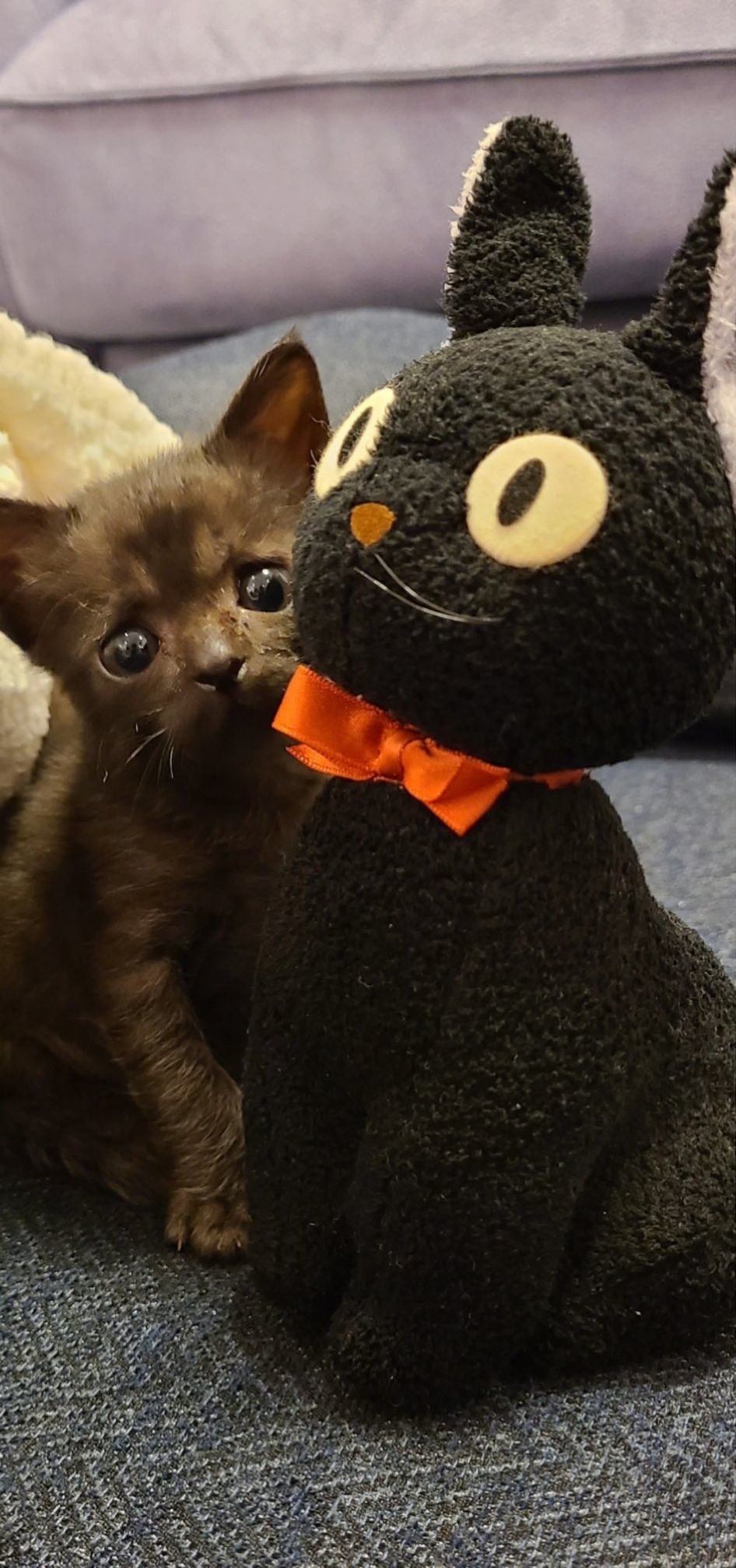 魔女の宅急便】ジジのぬいぐるみと並ぶ黒猫の赤ちゃん。3年の 魔女の宅急便】ジジのぬいぐるみと並ぶ黒猫の赤ちゃん。3年の