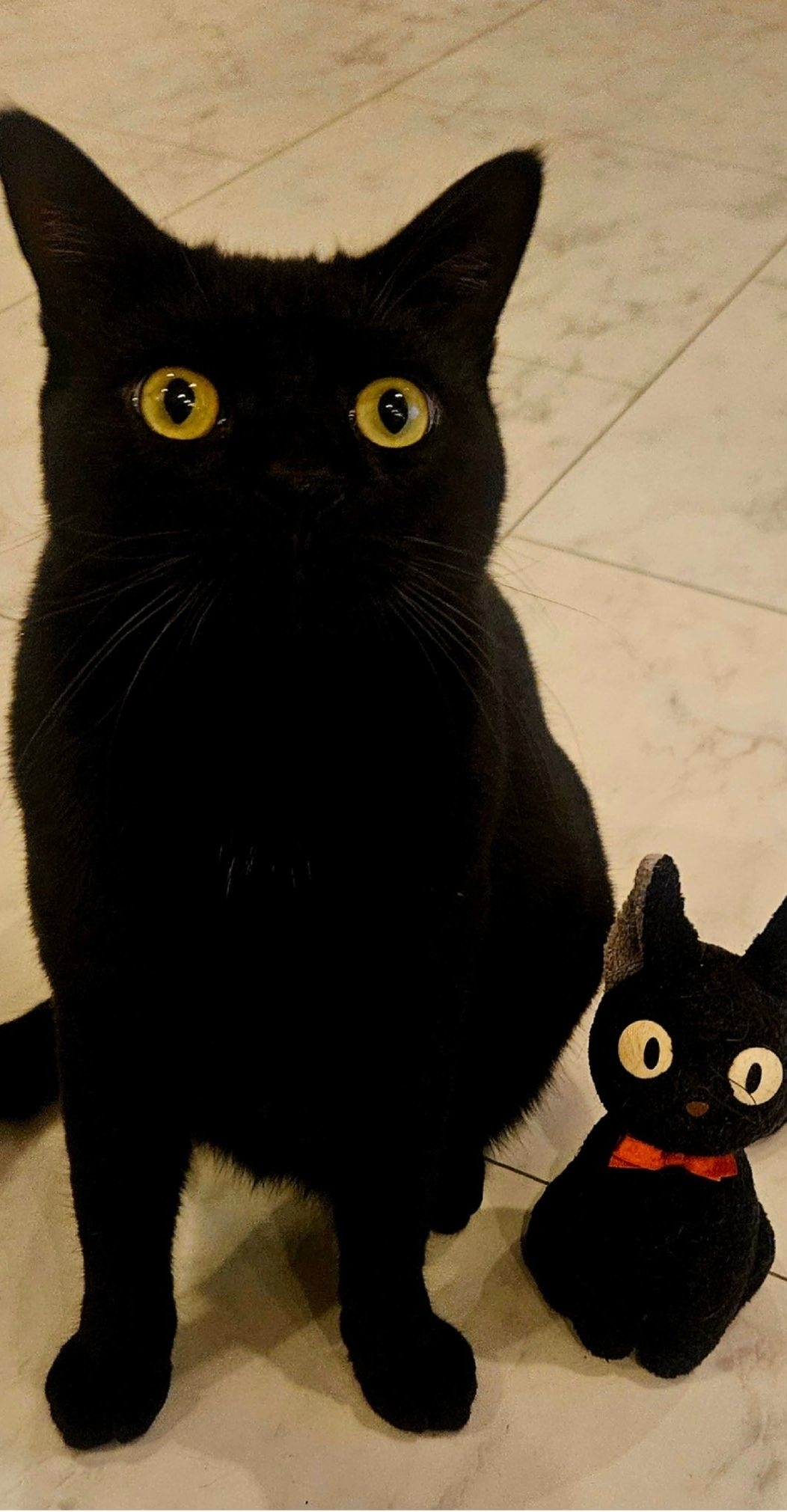 魔女の宅急便】ジジのぬいぐるみと並ぶ黒猫の赤ちゃん。3年の 魔女の宅急便】ジジのぬいぐるみと並ぶ黒猫の赤ちゃん。3年の