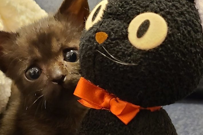 魔女の宅急便】ジジのぬいぐるみと並ぶ黒猫の赤ちゃん。3年の
