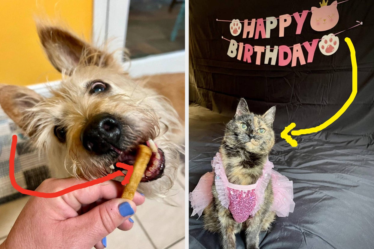 These 21 Photos Of Ridiculously Cute Senior Dogs And Cats Gave My Brain A Much-Needed Boost Of Serotonin