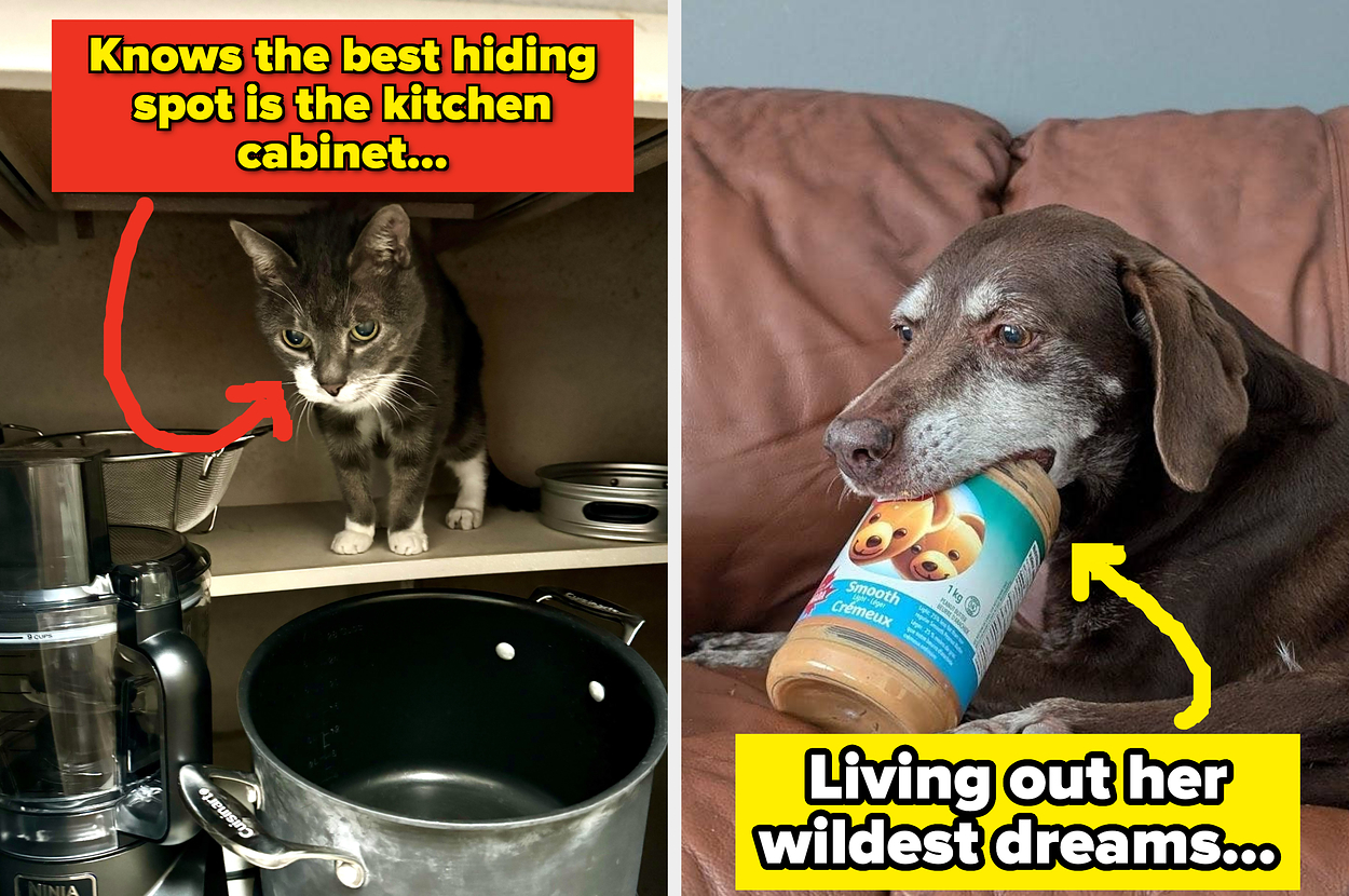 Split image: Left, a cat in a kitchen cabinet. Right, a dog on a couch holding a peanut butter jar. Text: "Knows the best hiding spot" and "Living out her wildest dreams."