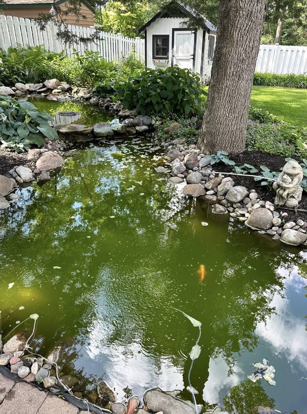 Reddit post titled "Pond is very green and koi fish are constantly ill." Image shows a green pond with surrounding plants and rocks