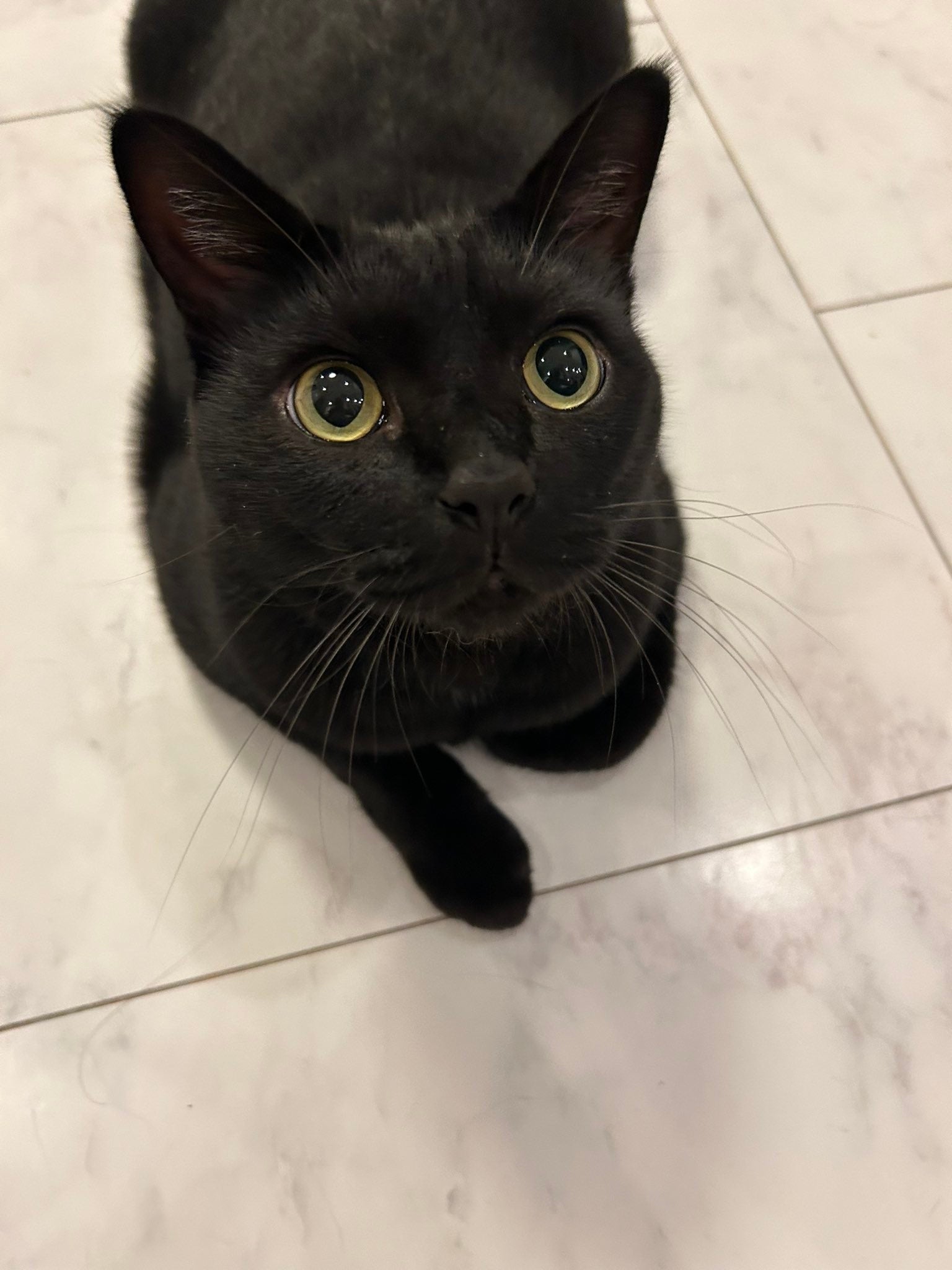 魔女の宅急便】ジジのぬいぐるみと並ぶ黒猫の赤ちゃん。3年のビフォー