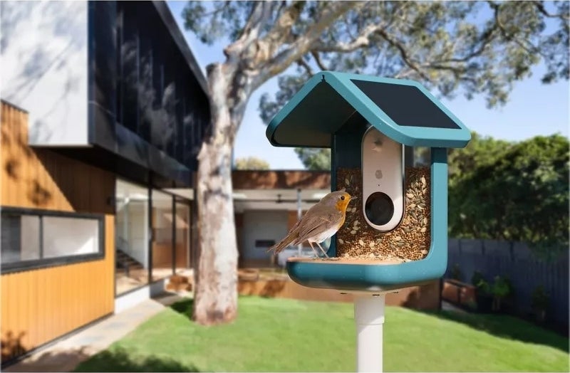 Bird with a birdhouse-style bird feeder camera in a modern backyard setting