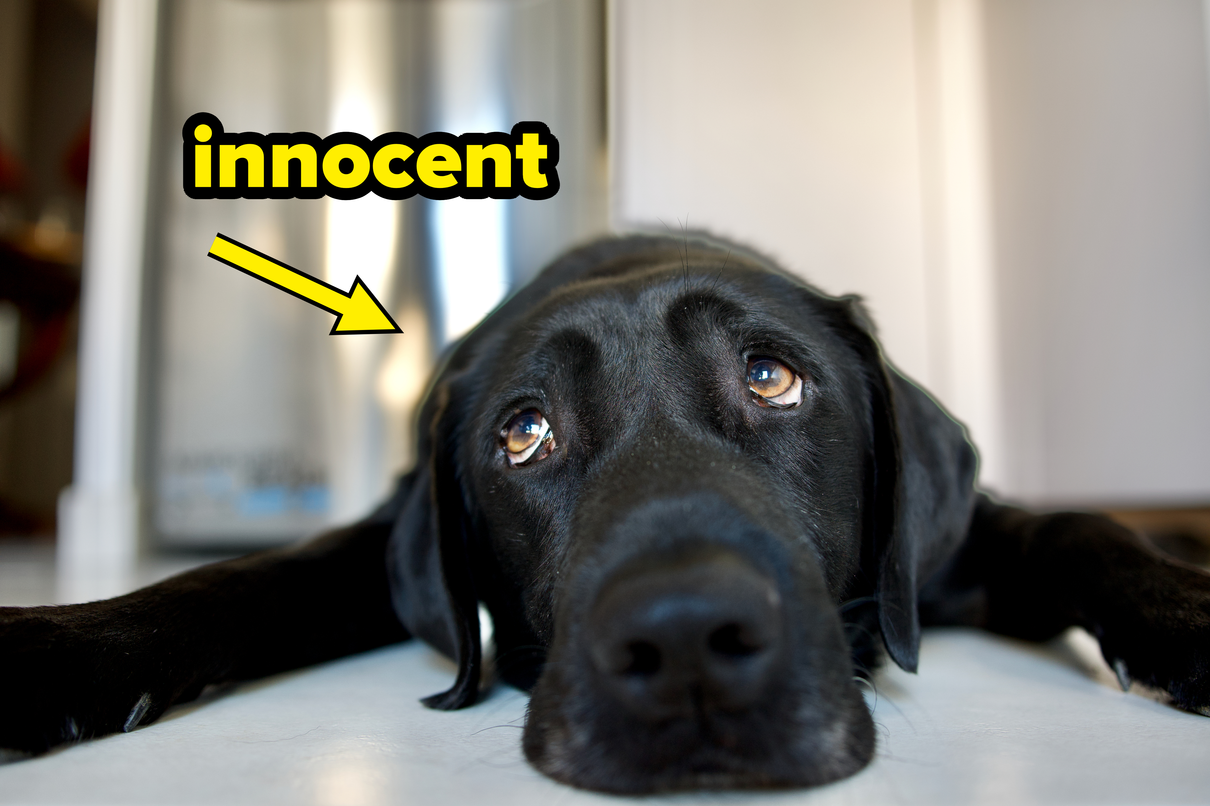 Dog lying on the floor, head resting flat with wide, expressive eyes gazing upward