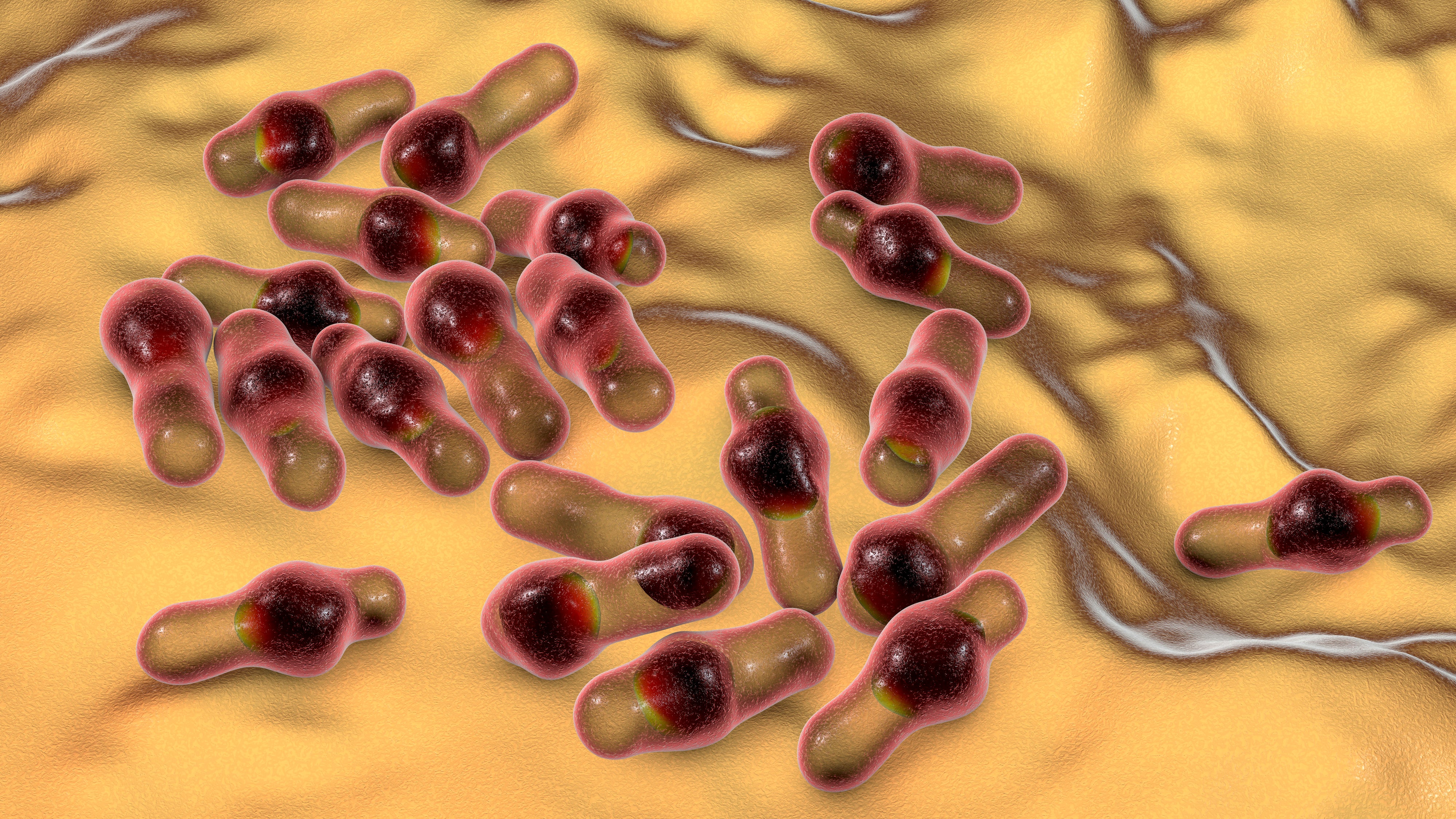 Microscopic view of Clostridium botulinum bacteria, which can cause foodborne illness
