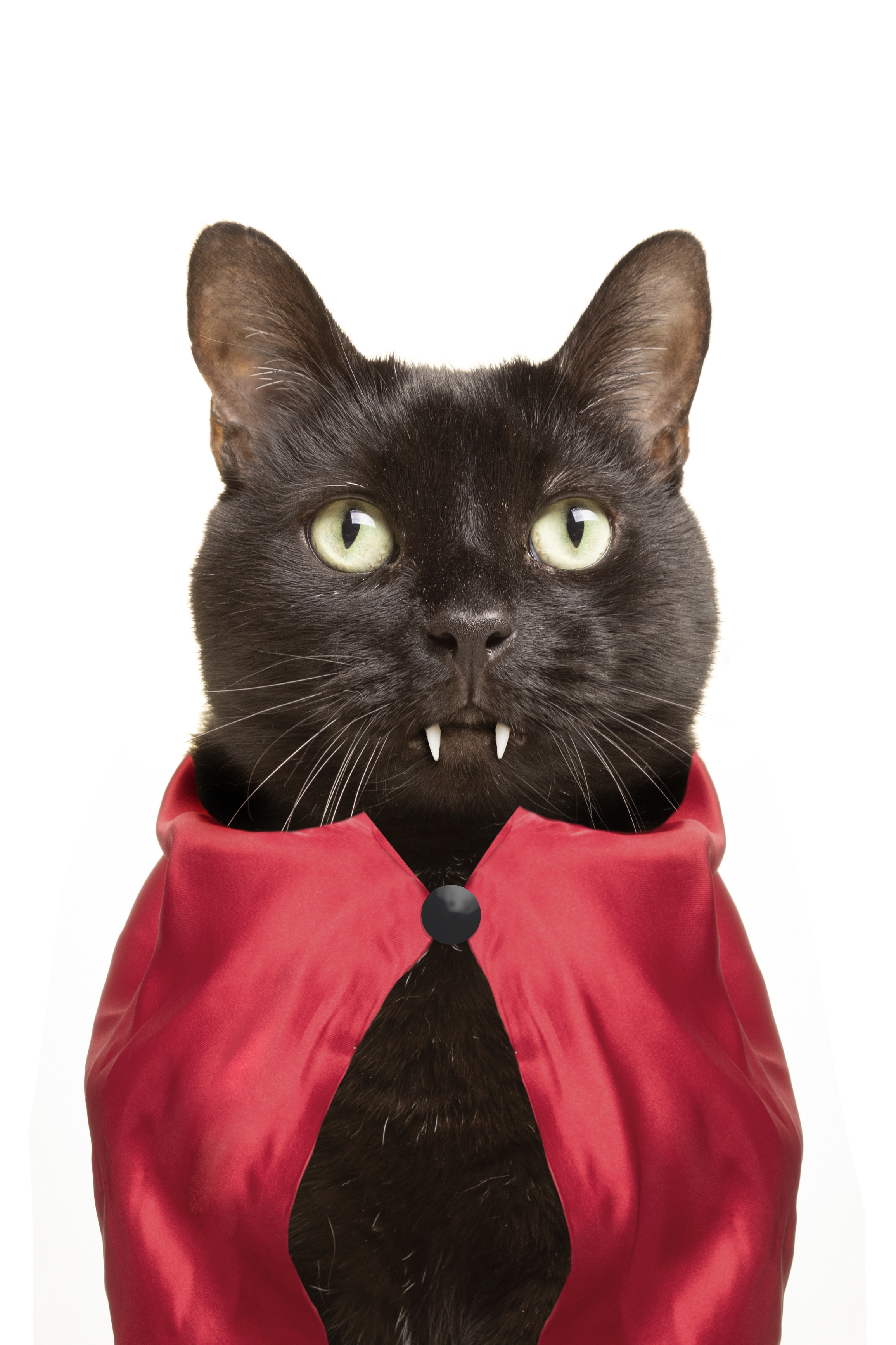 A black cat dressed in a red vampire cape with fake fangs, staring directly at the camera