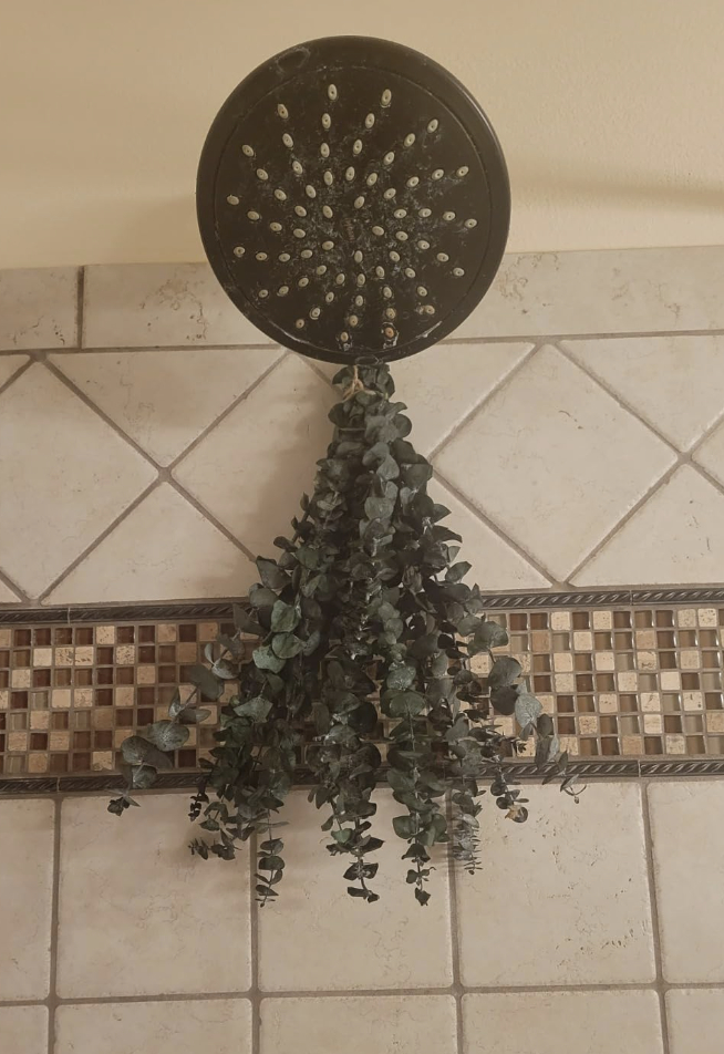 Eucalyptus hanging from a showerhead over tiled wall