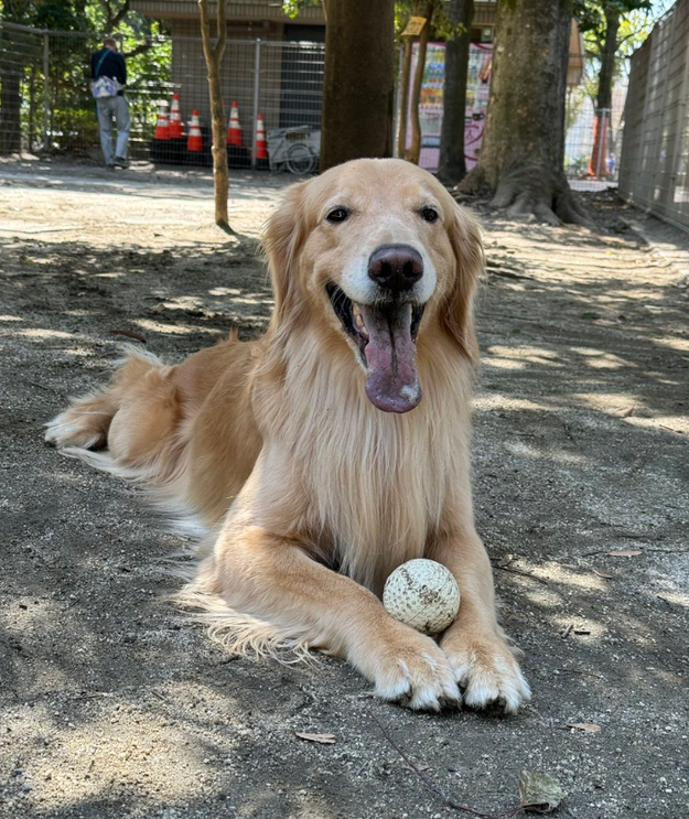 飼い主が仕事から帰宅すると…まさかのチェックを行う愛犬が賢すぎた「すごすぎ」「なんてお利口でいい子」（BuzzFeed  Japan）｜ｄメニューニュース（NTTドコモ）