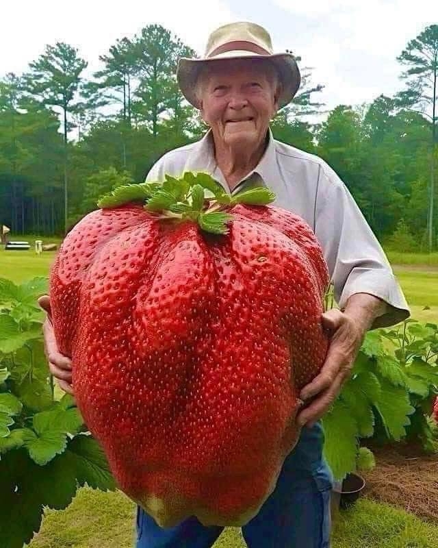 AI image: Elderly man holding an enormous strawberry in a garden setting