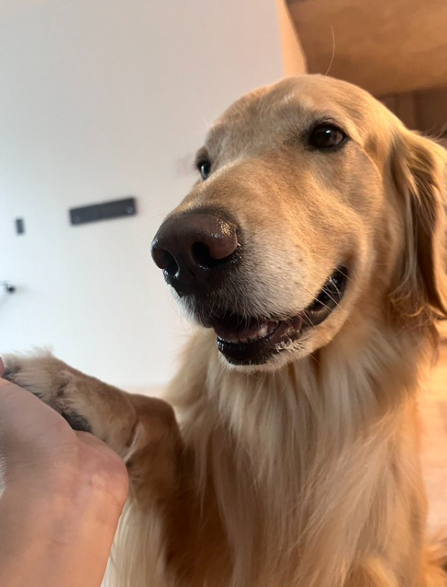 飼い主が仕事から帰宅すると…まさかのチェックを行う愛犬が賢すぎた「すごすぎ」「なんてお利口でいい子」